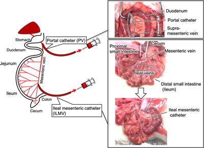 Blood Sampling From Rat Ileal Mesenteric Vein Revealed a Major Role of Dietary Protein in Meal-Induced GLP-1 Response